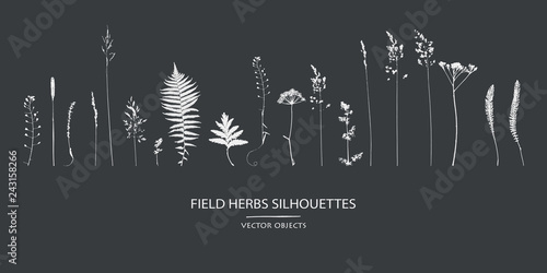 Vector silhouettes collection. Set of field flowers, herbs.
