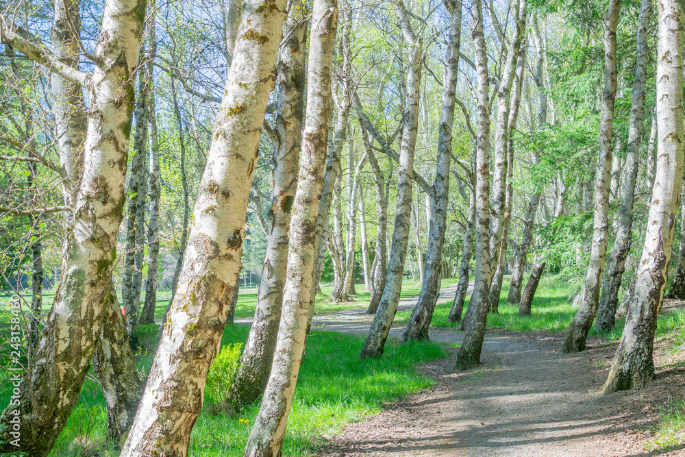 Obraz premium Grove gently leaning birch trees with path