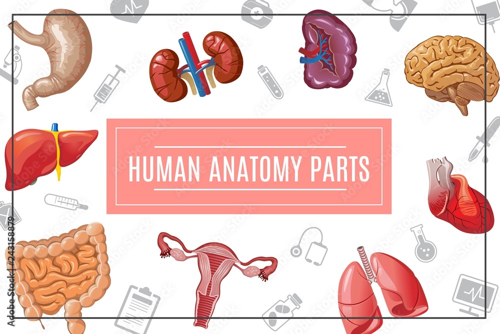 Cartoon Human Body Organs Concept Stock Vector | Adobe Stock
