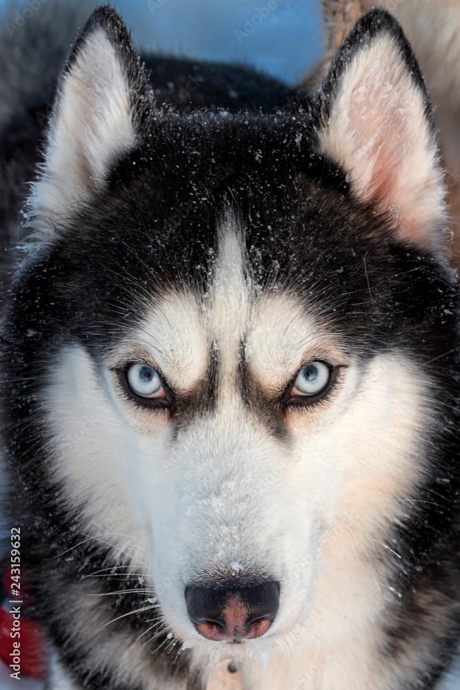 Siberian Husky dog with blue eyes intently looking straight at the photographer. Siberian Husky dog with blue eyes intently looking straight at the photographer.