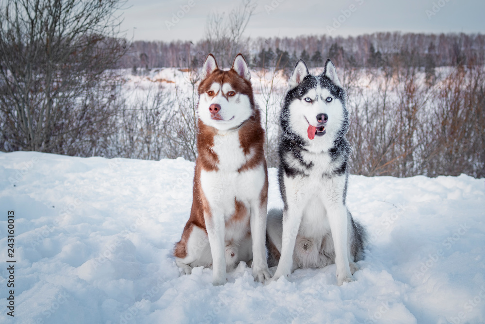 Two Siberian Husky dogs looks at camera. Husky dogs has black, red and white coat color. Winter background. Close up. Sunset. Two Siberian Husky dogs looks at camera. Husky dogs has black, red and white coat color. Winter background. Close up. Sunset.