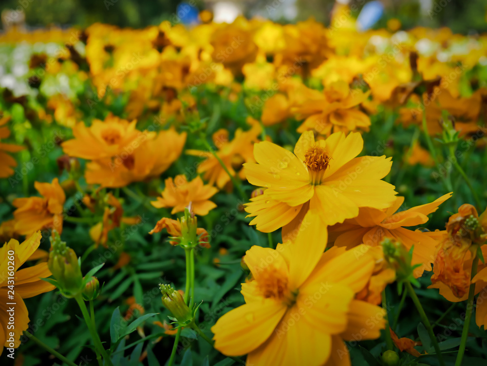 High Angle View of Yellow Flowers Field High Angle View of Yellow Flowers Field