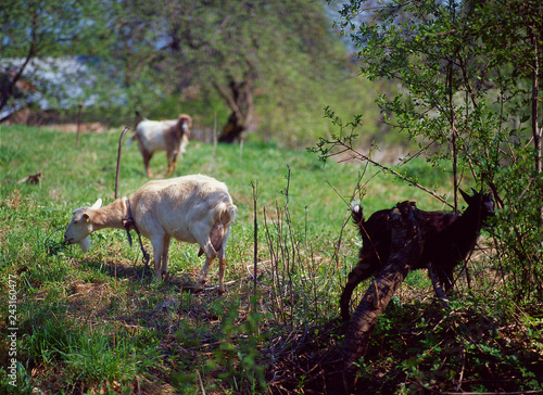 Goats na the grass, Pogorze Przemyskie, Poland photo