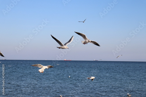 Seagulls in free flight 3