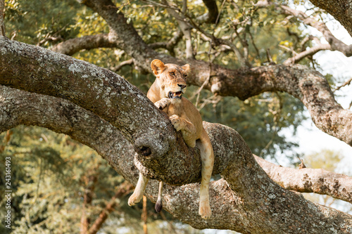 Tree climbing lion