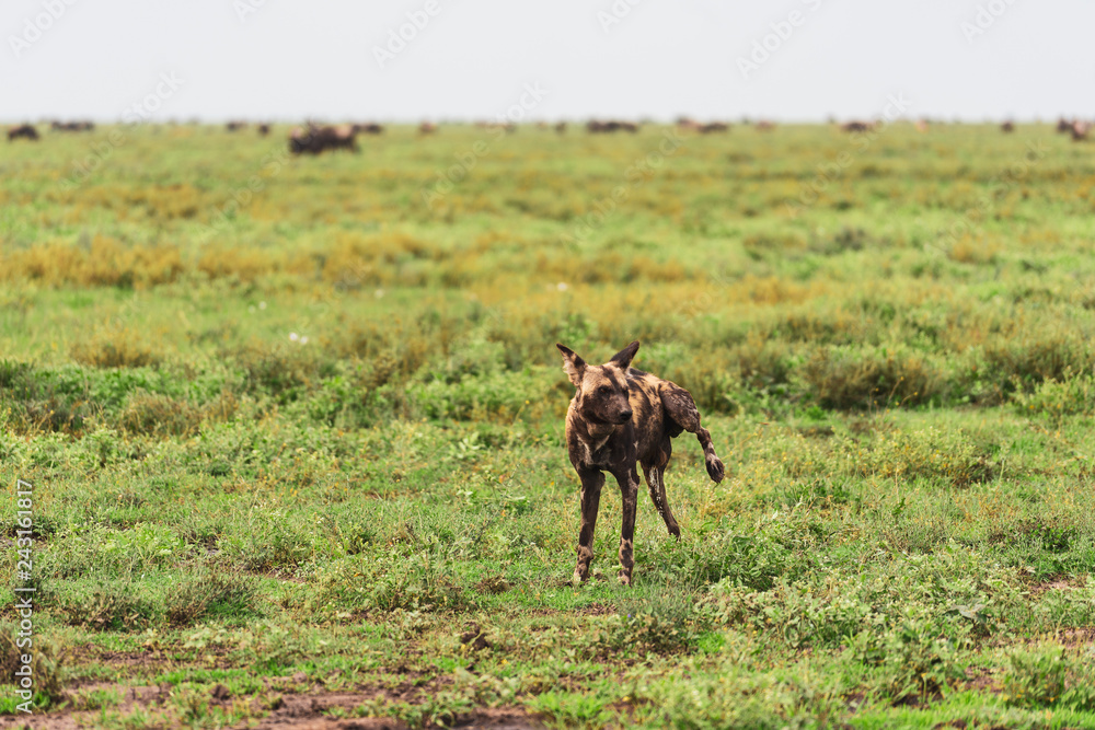 Fototapeta premium Endangered Wild Dogs of Serengeti