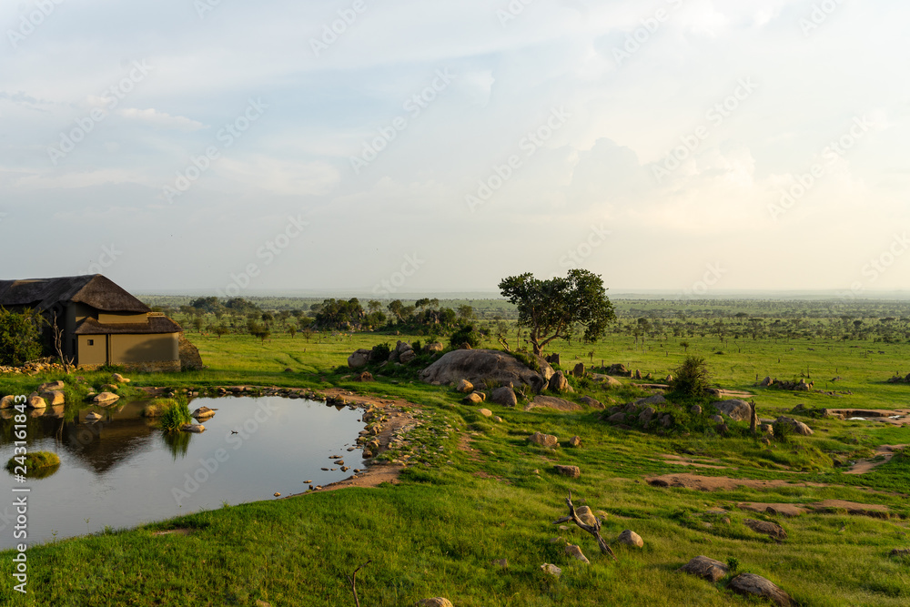 Fototapeta premium Serengeti Savannah