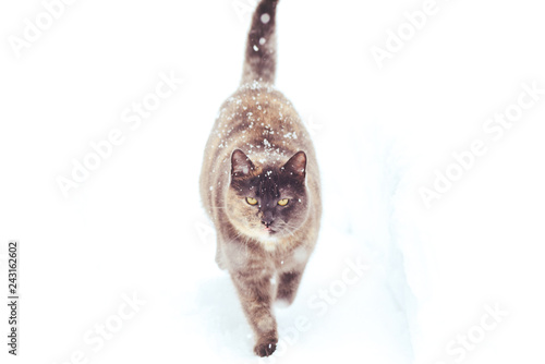 big cat walks in the winter in the snow, health and animal care