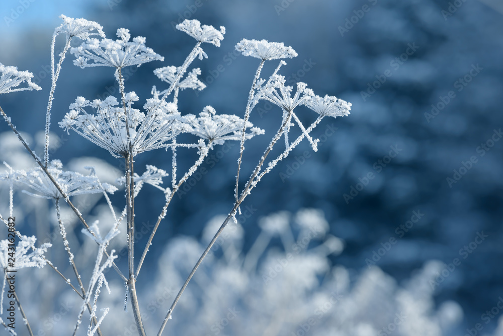 Fototapeta premium Grass branches frozen in the ice. Frozen grass branch in winter. Branch covered with snow.