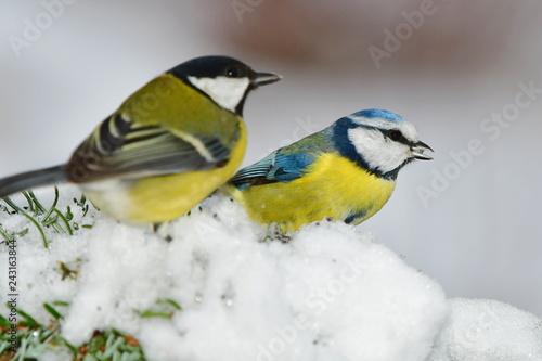 blue and great tit sitting on snowy branch
