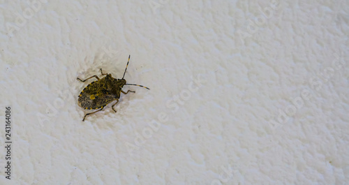 mottled shield bug in closeup, a common stink bug in europe that will try to hibernate in your home at winter