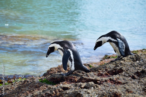 penguins in the wild