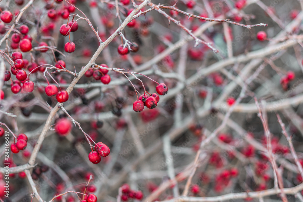 Hawthorn. Closeup shot of hawthorn monogyna. Also known as common hawthorn, single-seeded or single-seeded , Hawthorn. Closeup shot of hawthorn monogyna. Also known as common hawthorn, single-seeded or single-seeded ,