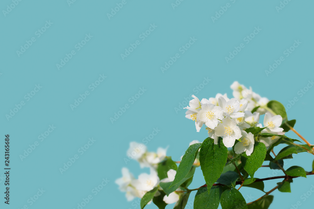 Fototapeta premium White flowers of jasmine on isolated background