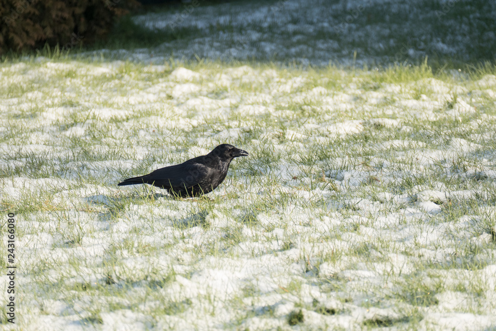 Obraz premium Rabe im Schnee