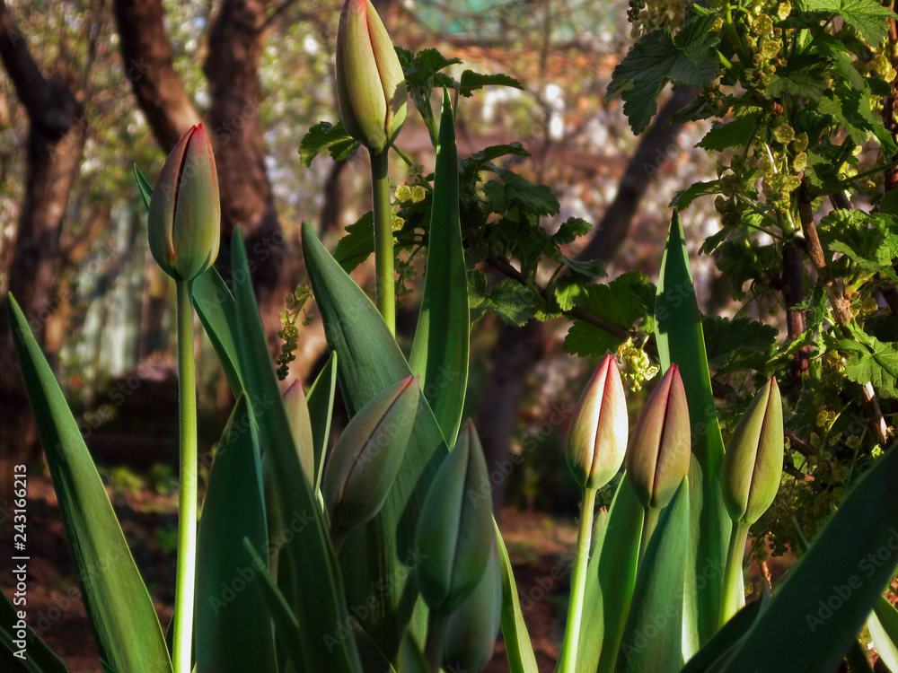 Obraz premium Unexpanded buds of tulip flowers. Green leaves and stalks with buds ready to burst in early spring season. Nature fragile of bloom and blossom in park or gardens