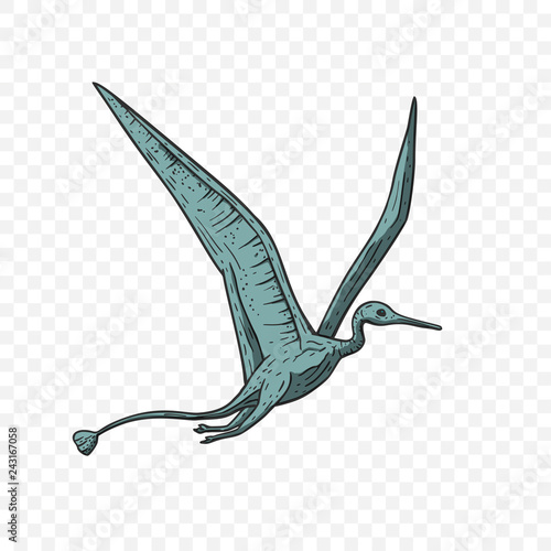 Pteranodon Dinosaur vector.
