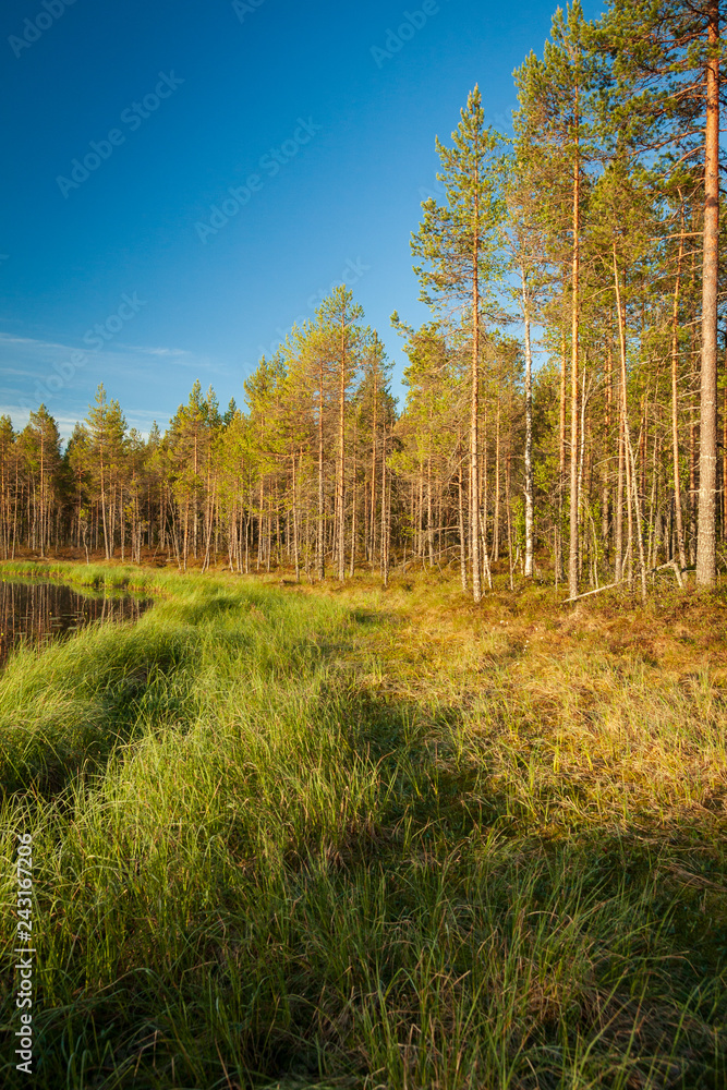 Fototapeta premium Forest lake landscape summer sunrise in Finland