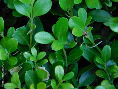 Wallpaper Mural green leaves background Torontodigital.ca