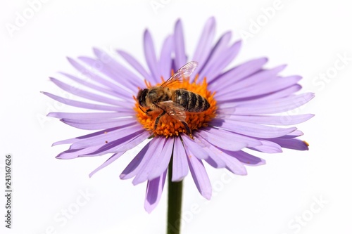 bee or honeybee on flower isolated on white background