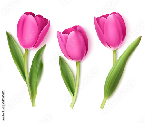 Set of decorative flowers isolated on white background. Vector pink tulip for spring holidays decor. 