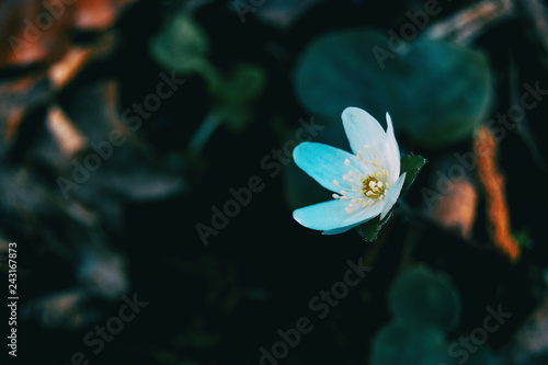 Close-up of a white anemone nemerosa flower