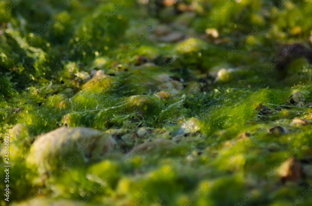 Abstract blured macro shoot of sea weed on low tide Abstract blured macro shoot of sea weed on low tide
