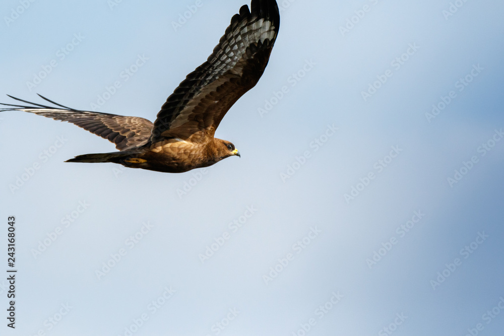 Fototapeta premium Honey Buzzard (Pernis apivorus).