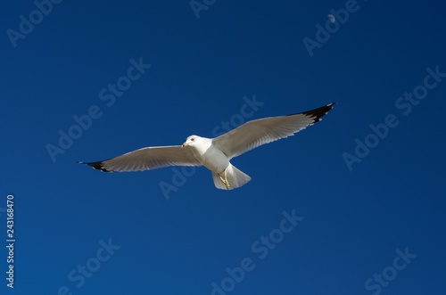 Serie Gaviotas de Kino, luna