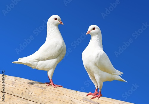 Two white pigeon isolated on blue background photo