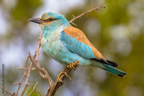 European roller on prickly branch photo