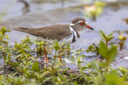 Three banded plover photo