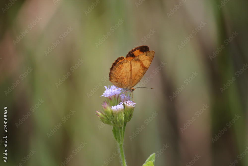 butterfly and flowers butterfly and flowers