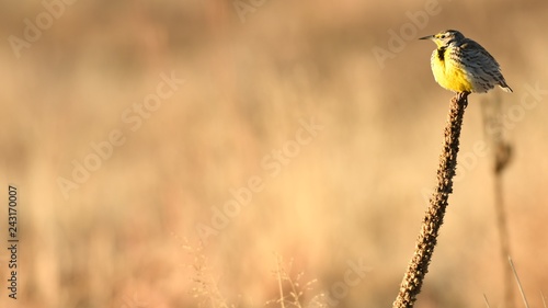 Eastern Meadowlark Sunbathing photo