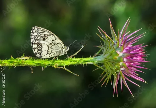 Obraz Beautiful butterflies sitting on flower