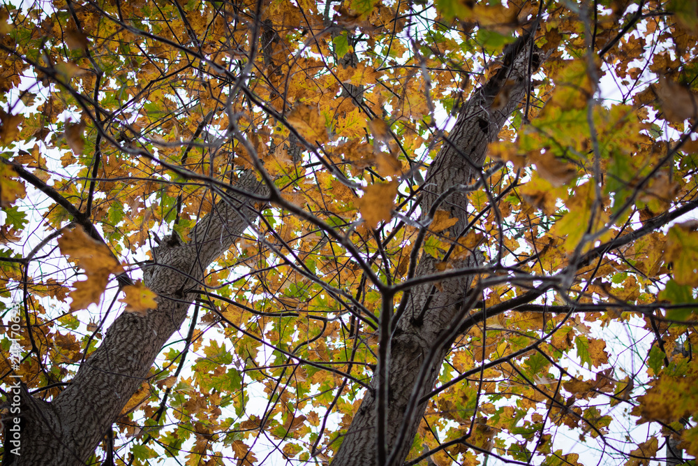 Obraz premium beech tree leaves close up