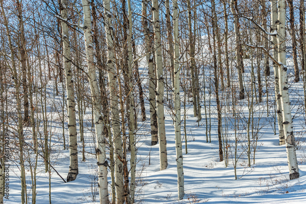 aspen in snow aspen in snow