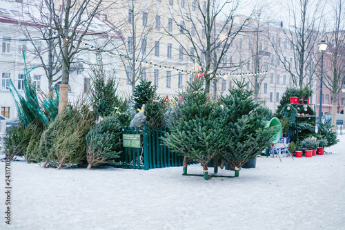 Christmas trees in the farm market for sale in holiday season