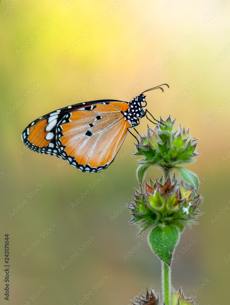 Beautiful butterflies sitting on flower Beautiful butterflies sitting on flower
