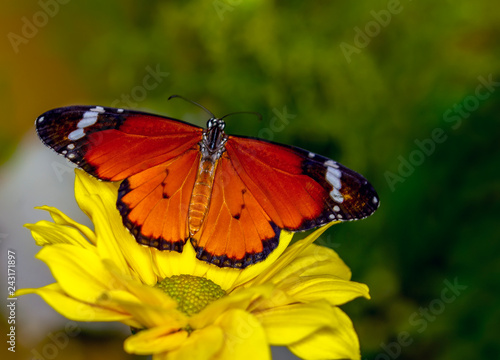 Beautiful butterflies sitting on flower © blackdiamond67