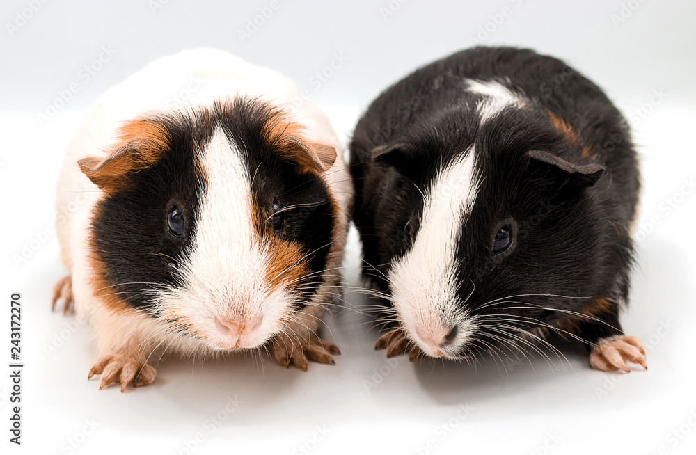 guinea pig isolated on white background - Image,two,Closeup guinea pig isolated on white background - Image,two,Closeup