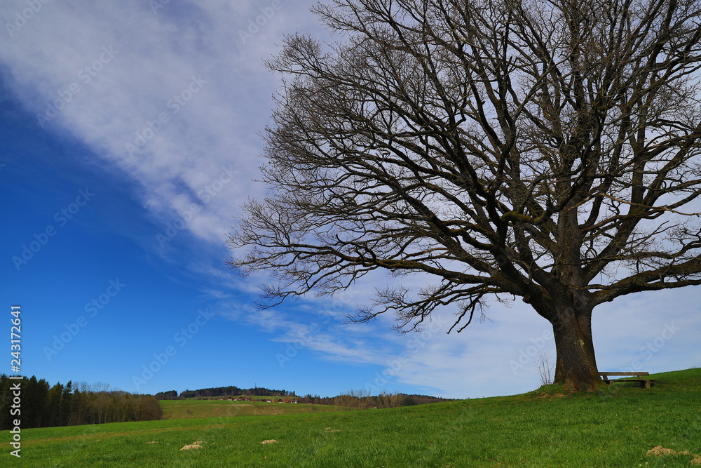 tree with bench