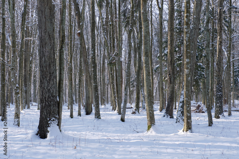 Trees snow wrapped blizzard after Trees snow wrapped blizzard after