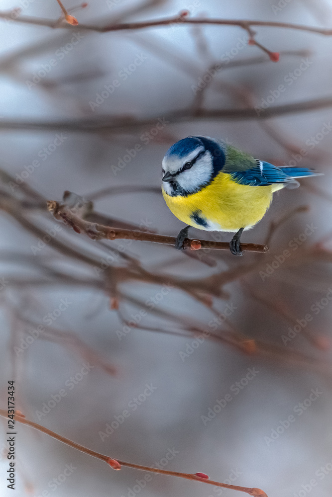 beautiful tit sits on a tree branch in winter beautiful tit sits on a tree branch in winter