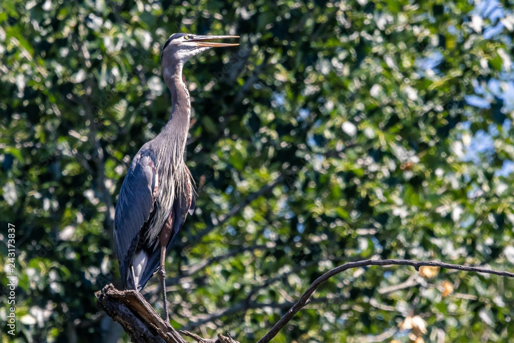 Fototapeta premium Great Blue Heron perched in a tree