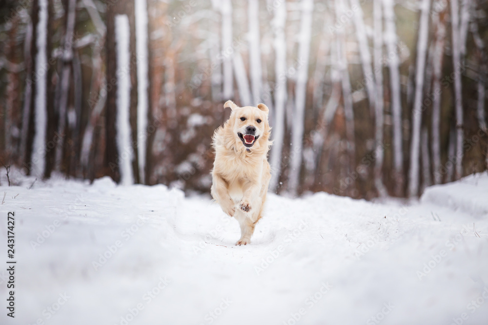 A beautiful dog of breed Golden Retriever in the dark forest A beautiful dog of breed Golden Retriever in the dark forest