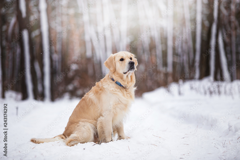 A beautiful dog of breed Golden Retriever in the dark forest A beautiful dog of breed Golden Retriever in the dark forest