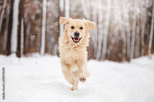 A beautiful dog of breed Golden Retriever in the dark forest