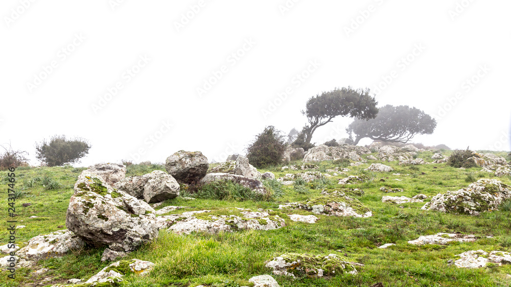 Landscape with windswept trees in the fog in Sardinia, Italy Landscape with windswept trees in the fog in Sardinia, Italy
