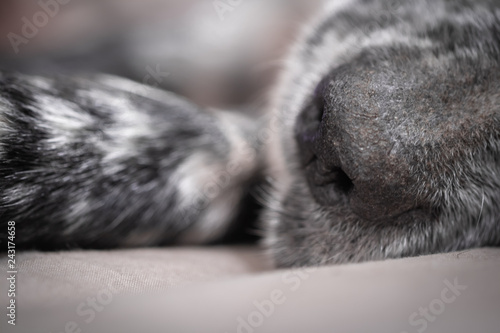 close up of english setter snout in black and white